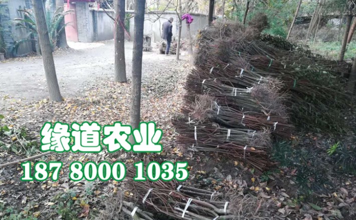 李子果樹(shù)苗44.jpg