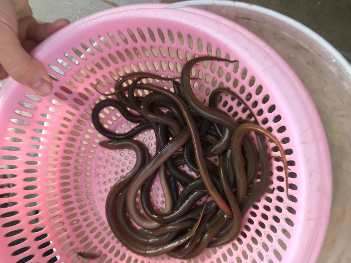 苗场黄鳝鱼苗大规格鳝鱼苗各类淡水水产鱼苗出售
