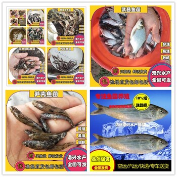 泥鰍苗出售,四川泥鰍苗水花苗出售