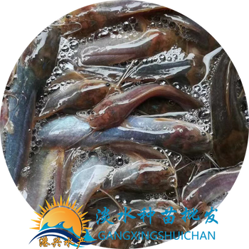 胡子鯰魚(yú)苗，大口鯰魚(yú)苗，本地鯰魚(yú)苗，清遠(yuǎn)南方大口鯰魚(yú)苗批發(fā)