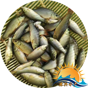 丁桂魚苗澳洲丁桂魚苗廣東俄羅斯金草斑點(diǎn)叉尾鮰魚苗批發(fā)