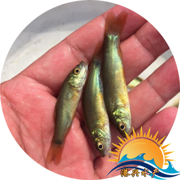 河南泥鰍苗_上街區(qū)泥鰍魚(yú)苗購(gòu)買(mǎi)人工喂養(yǎng)丁桂魚(yú)苗澳洲丁桂魚(yú)苗