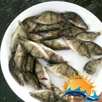 江西養(yǎng)殖鱖魚魚苗_創(chuàng)新水產(chǎn)批發(fā)淡水魚苗批發(fā)網(wǎng)