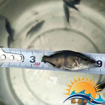 江西桂魚(yú)桂花魚(yú)苗批發(fā)_創(chuàng)新水產(chǎn)汽運(yùn)空運(yùn)運(yùn)輸