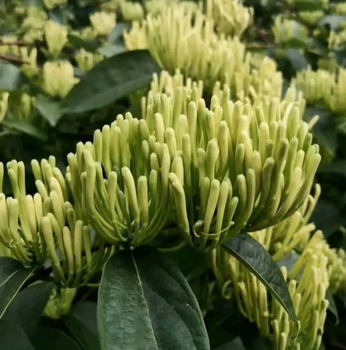 湘蕾金銀花王種植技術(shù)