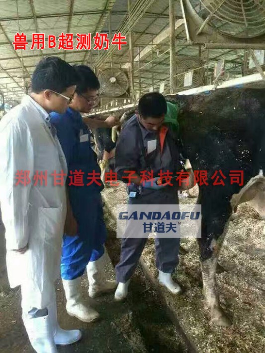 牛用B超测牛怀孕