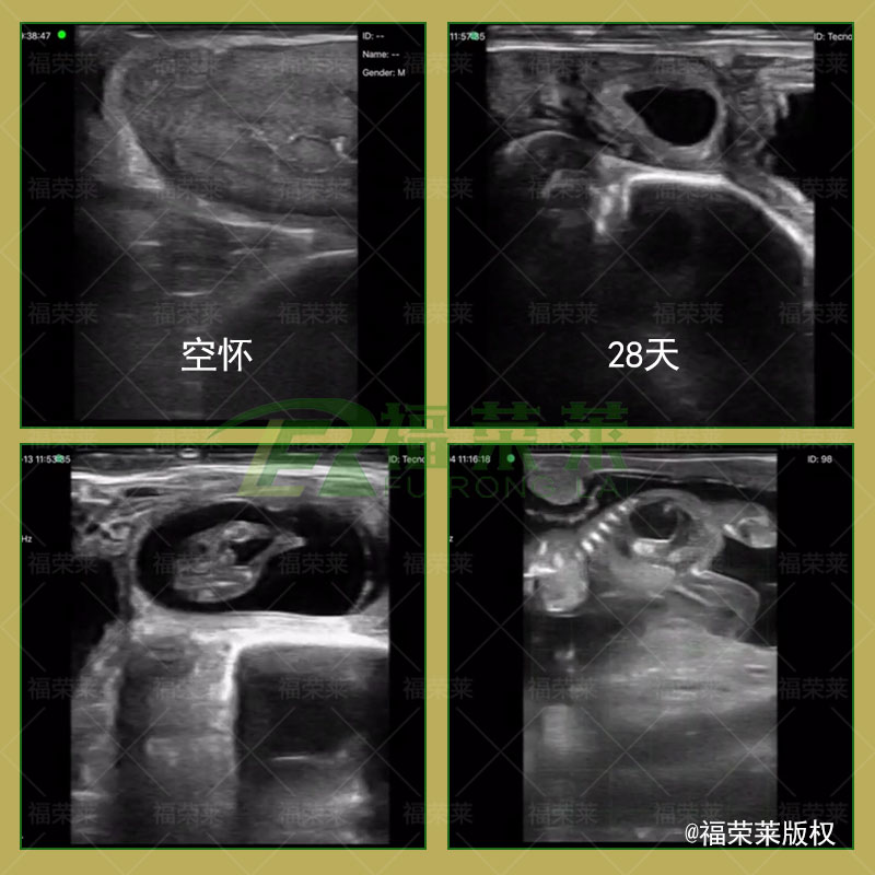 牛用无线B超机C70图像