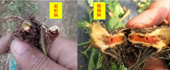 草莓炭疽.png