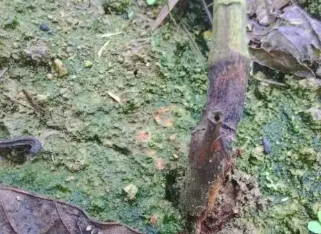 百香果莖基腐病33.png
