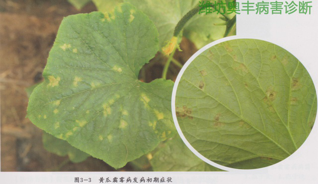 黃瓜霜霉病333.png