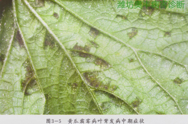 黃瓜霜霉病444.png