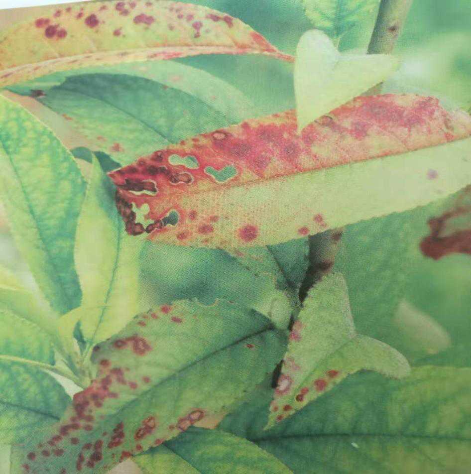 种植桃树高发病害桃树穿孔病就用靓果安中药杀菌剂