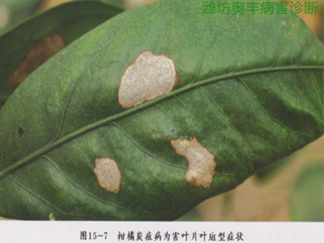 柑橘炭疽病.png