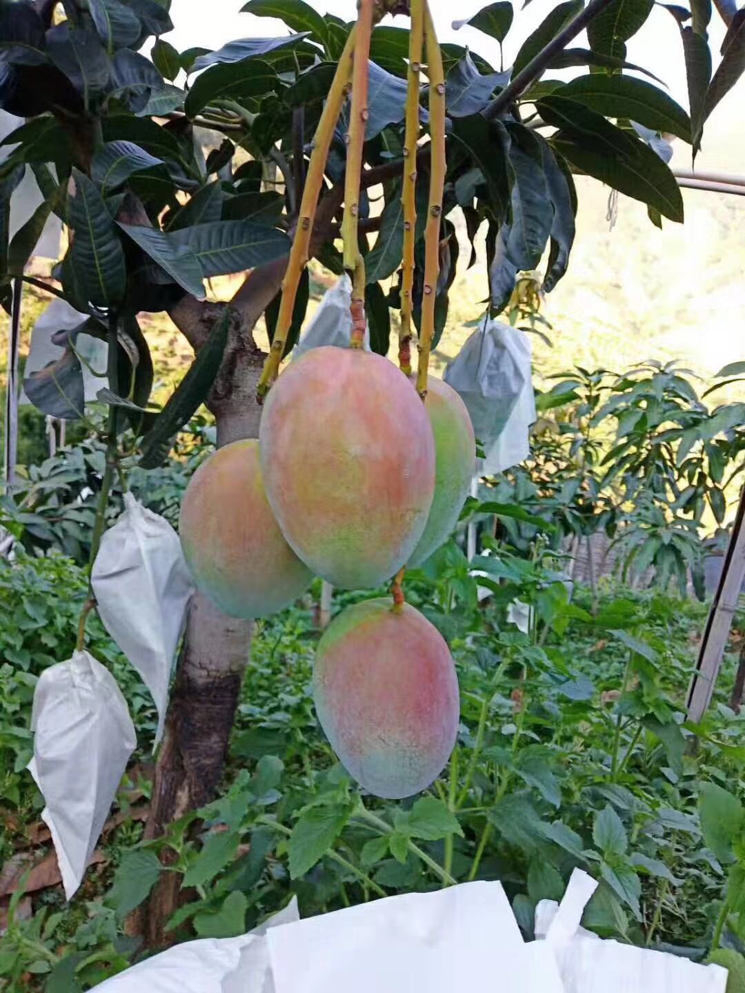 芒果2.jpg