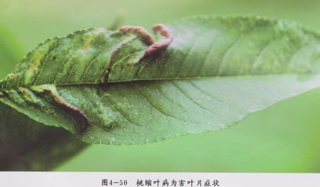 桃樹縮葉1.png