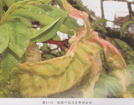 桃樹縮葉.png