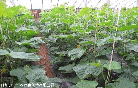 黃瓜圖片.jpg
