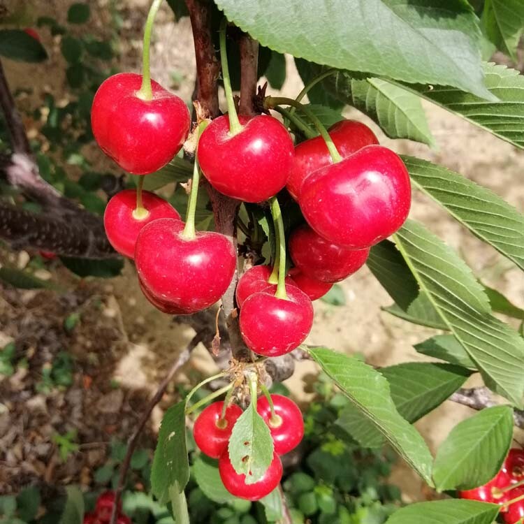 矮化塔玛拉樱桃苗种植基地雷洁娜樱桃苗价格2年大樱桃