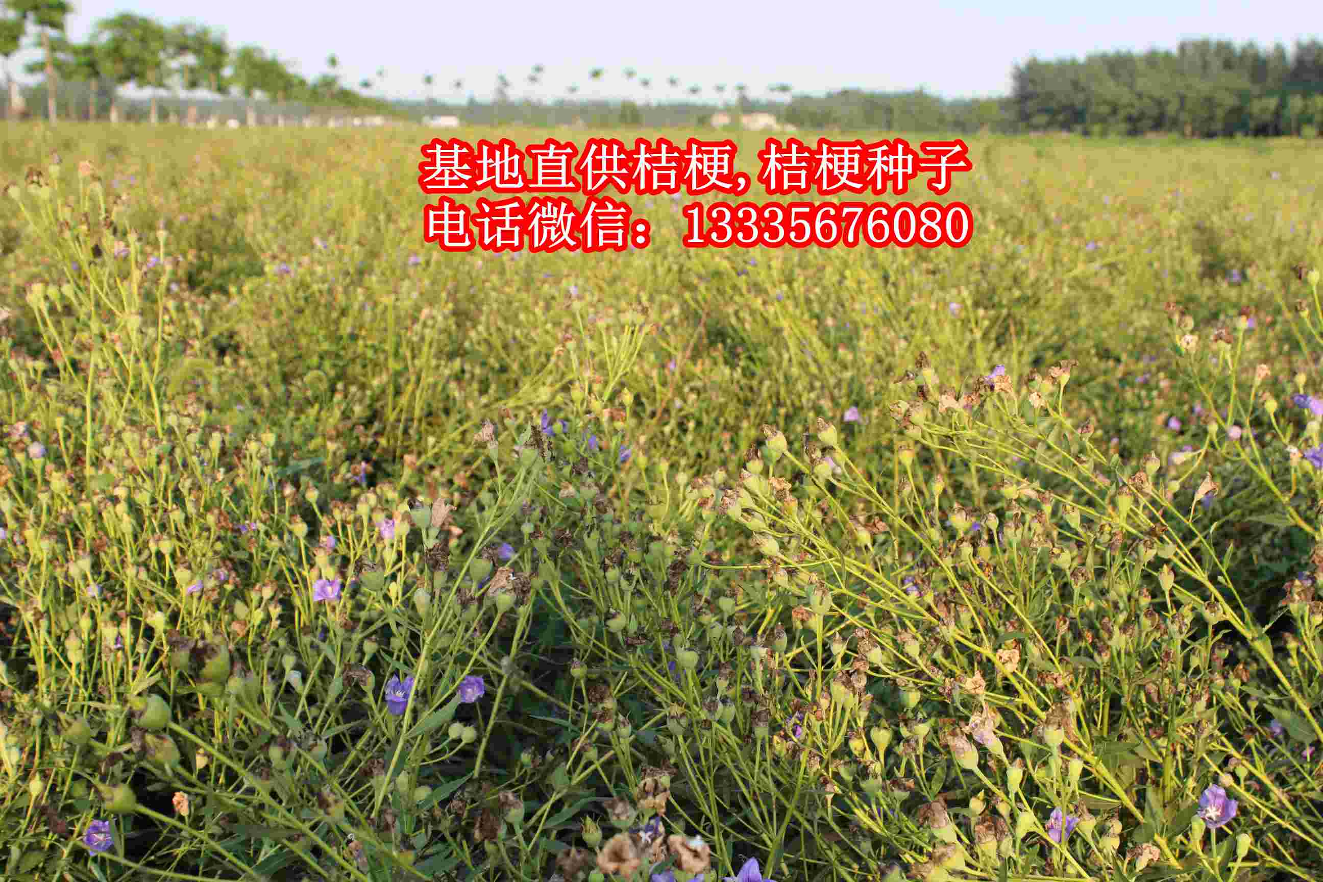 桔梗种子零售价格