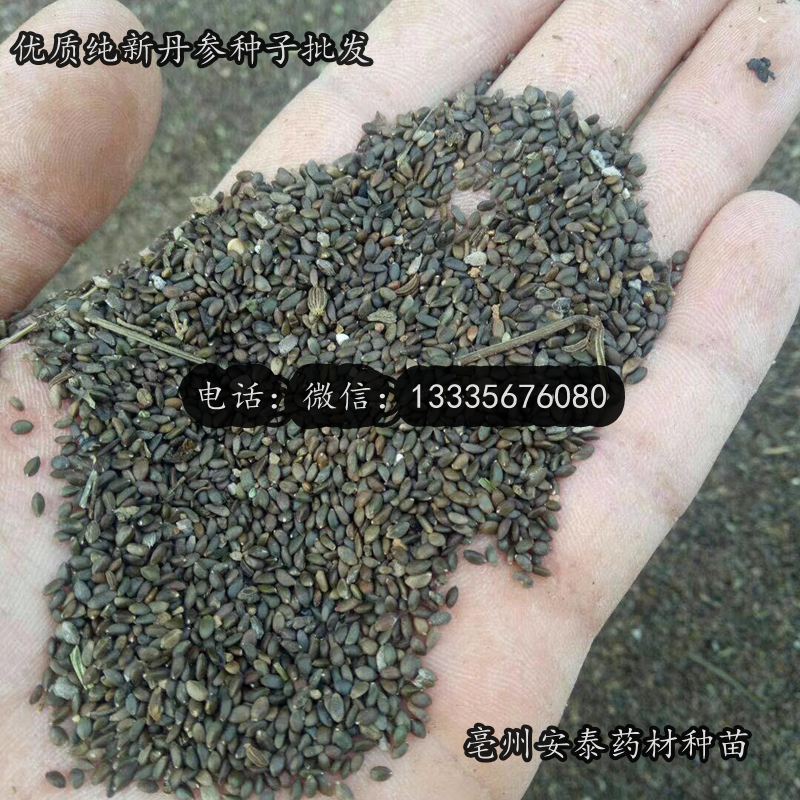 丹參種子3.jpg