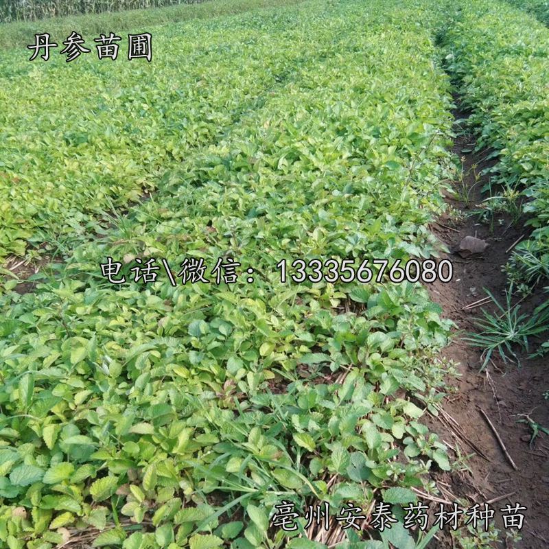 丹參種子1.jpg