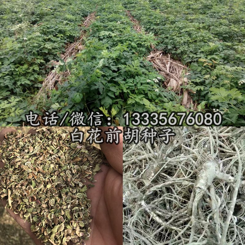 白花前胡種子.jpg