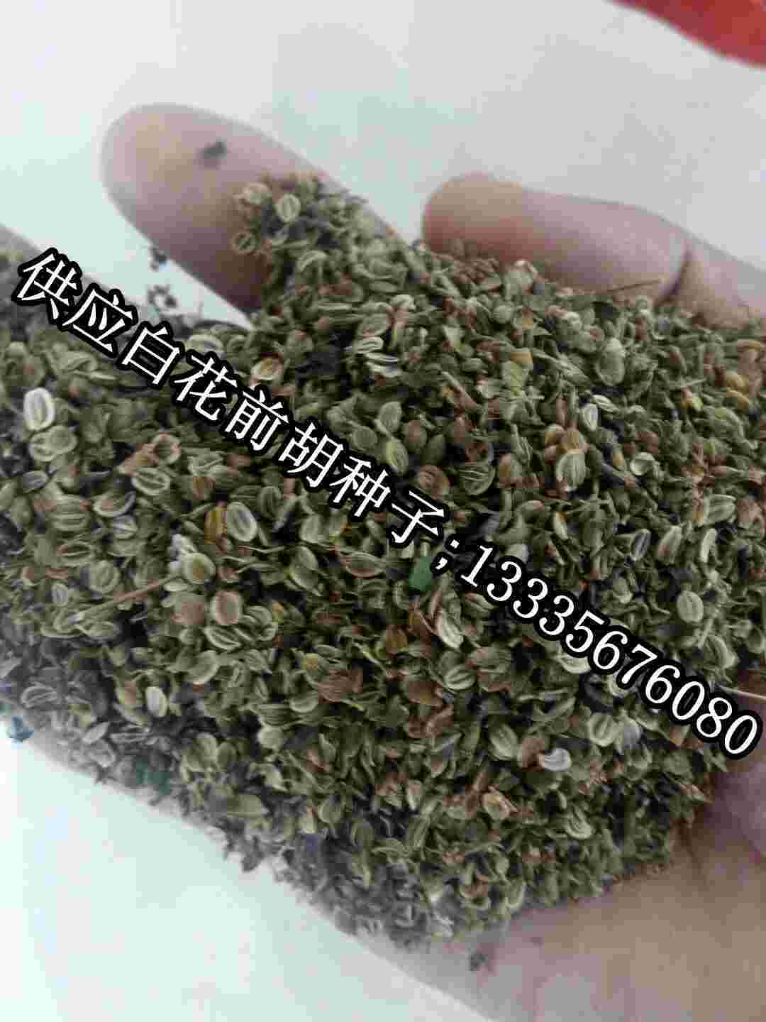 信前胡種子.jpg