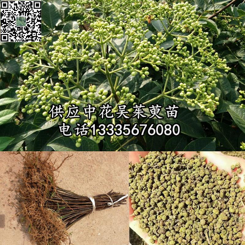 吳茱萸圖片_副本_副本.jpg