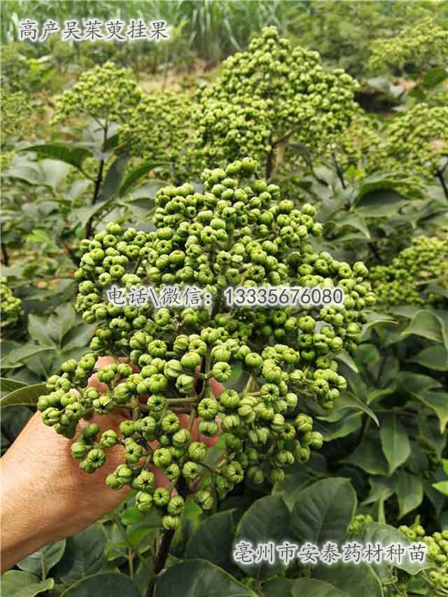 吳茱萸種植1.jpg