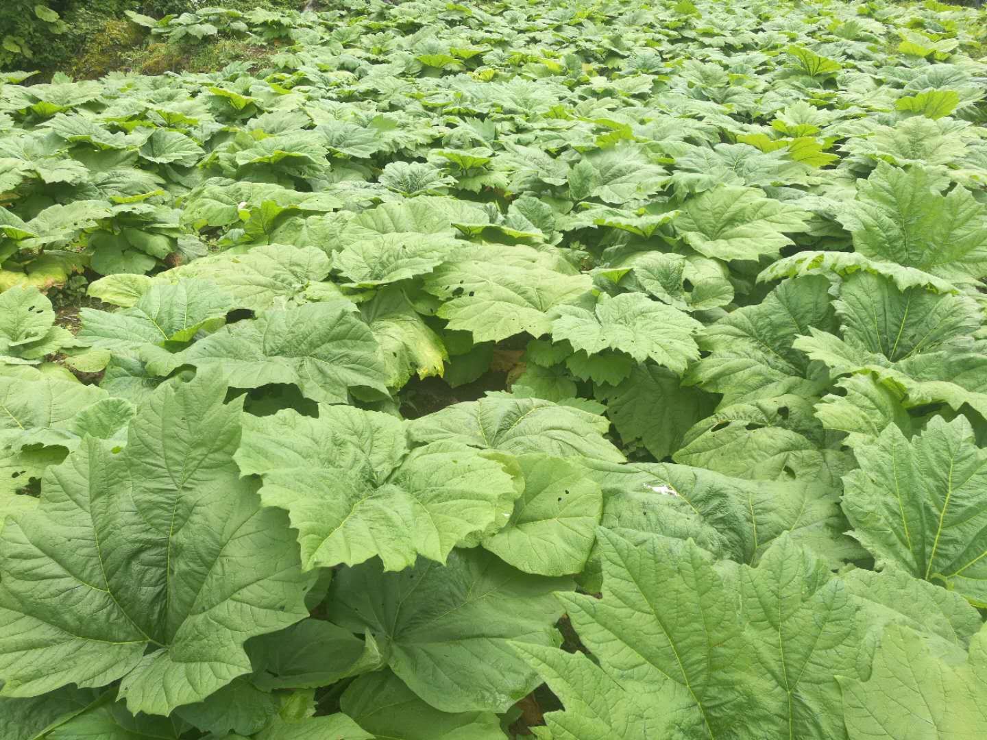 圖片_2615.jpg
