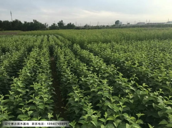 种植果树技术视频,种植果树技术视频教程