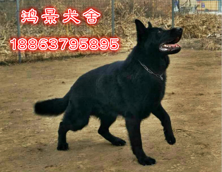 东德犬4.jpg