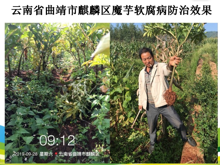 魔芋軟腐病案例圖片.JPG