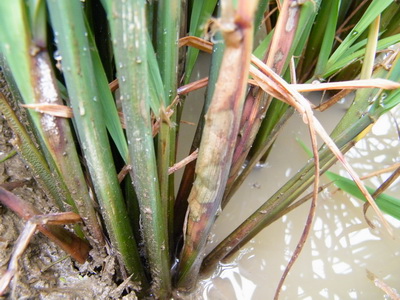 水稻纹枯病用什么药南方水稻纹枯病药