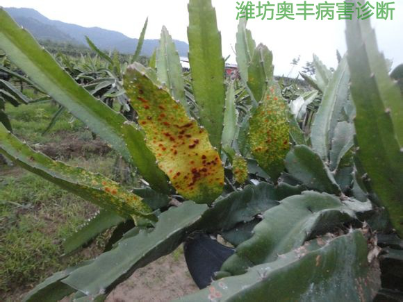 火龍果潰瘍病.png