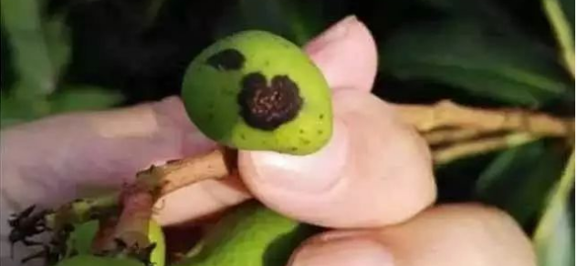 芒果角斑病小.png