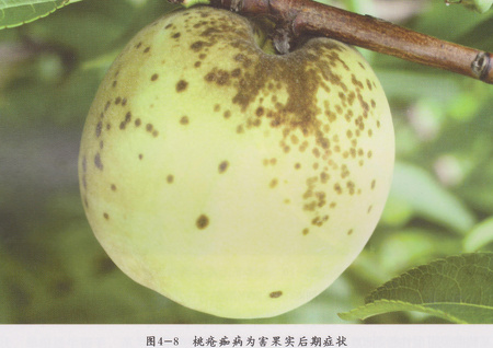 桃樹瘡痂病.png
