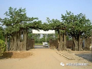 假樹大門 (211).jpg