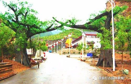 假樹大門 (165).jpg
