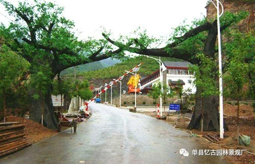 假樹大門 (245).jpg
