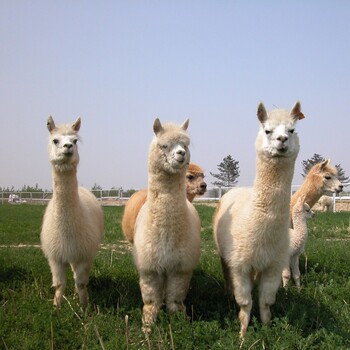 金禾养殖宠物小羊驼价格,云南大理羊驼的价格