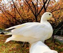柯尔鸭养殖出售网红柯尔鸭宠物柯尔鸭一只多少钱柯尔鸭养殖技术图片