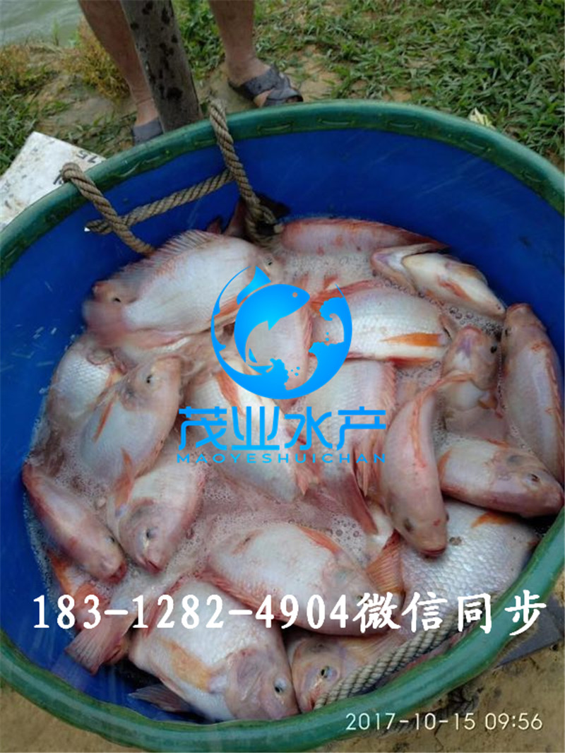 紅羅非魚苗4.jpg
