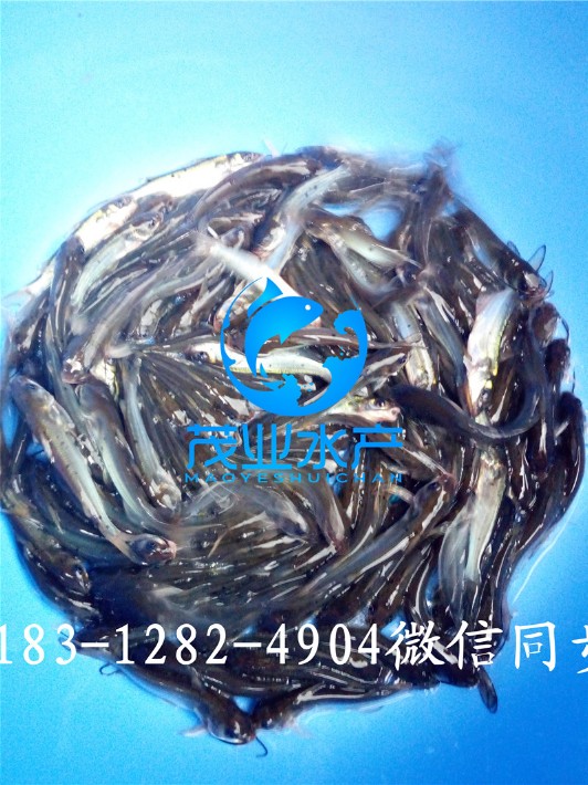 斑點叉尾鮰1.jpg