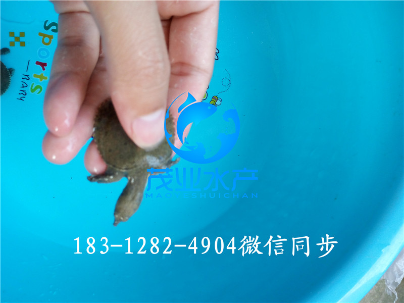 甲魚苗1.jpg