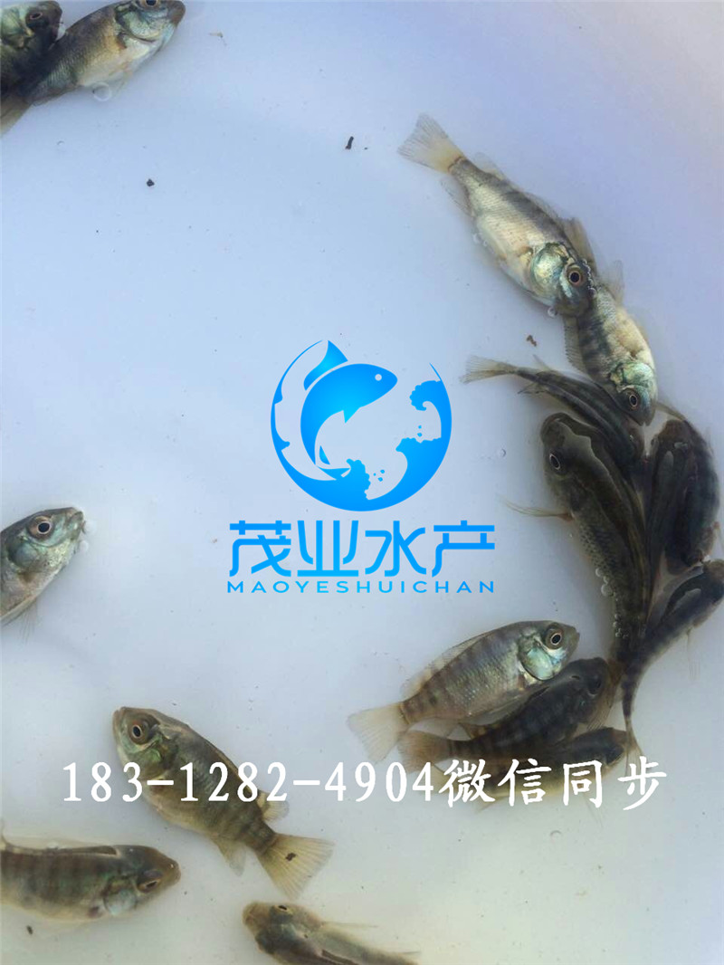 羅非1.jpg