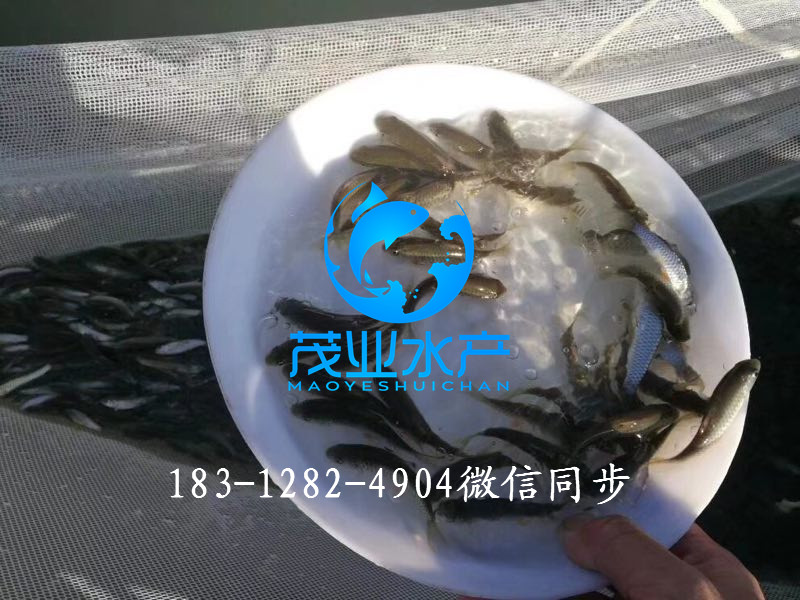 青竹鲩鱼苗2.jpg