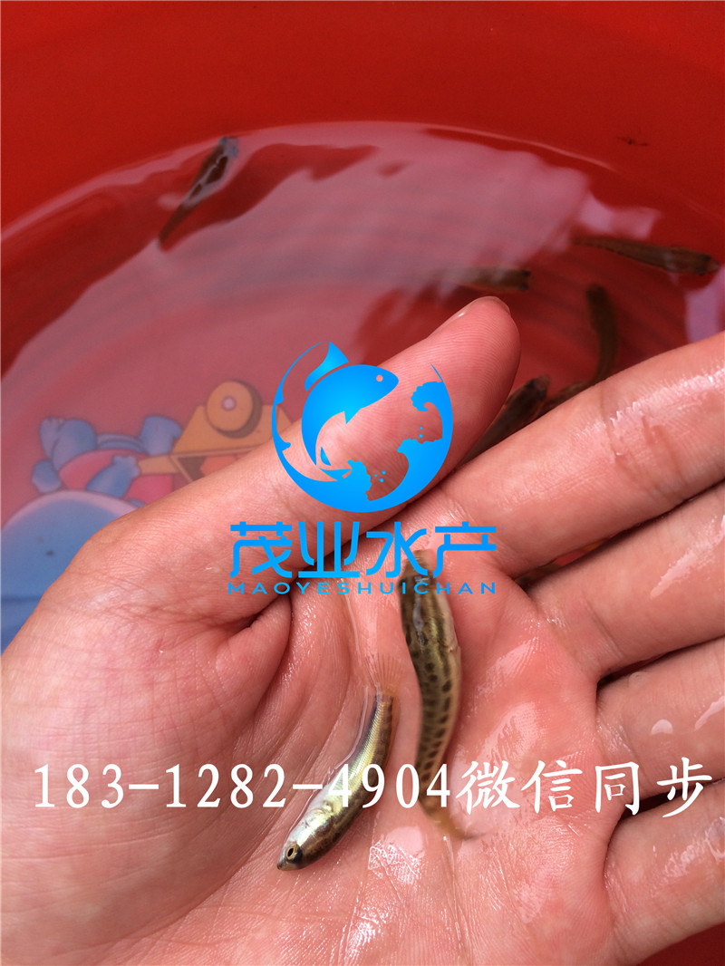 雜交生魚魚苗1.jpg