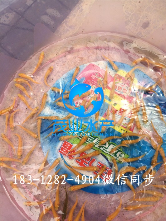 金草魚苗2.jpg