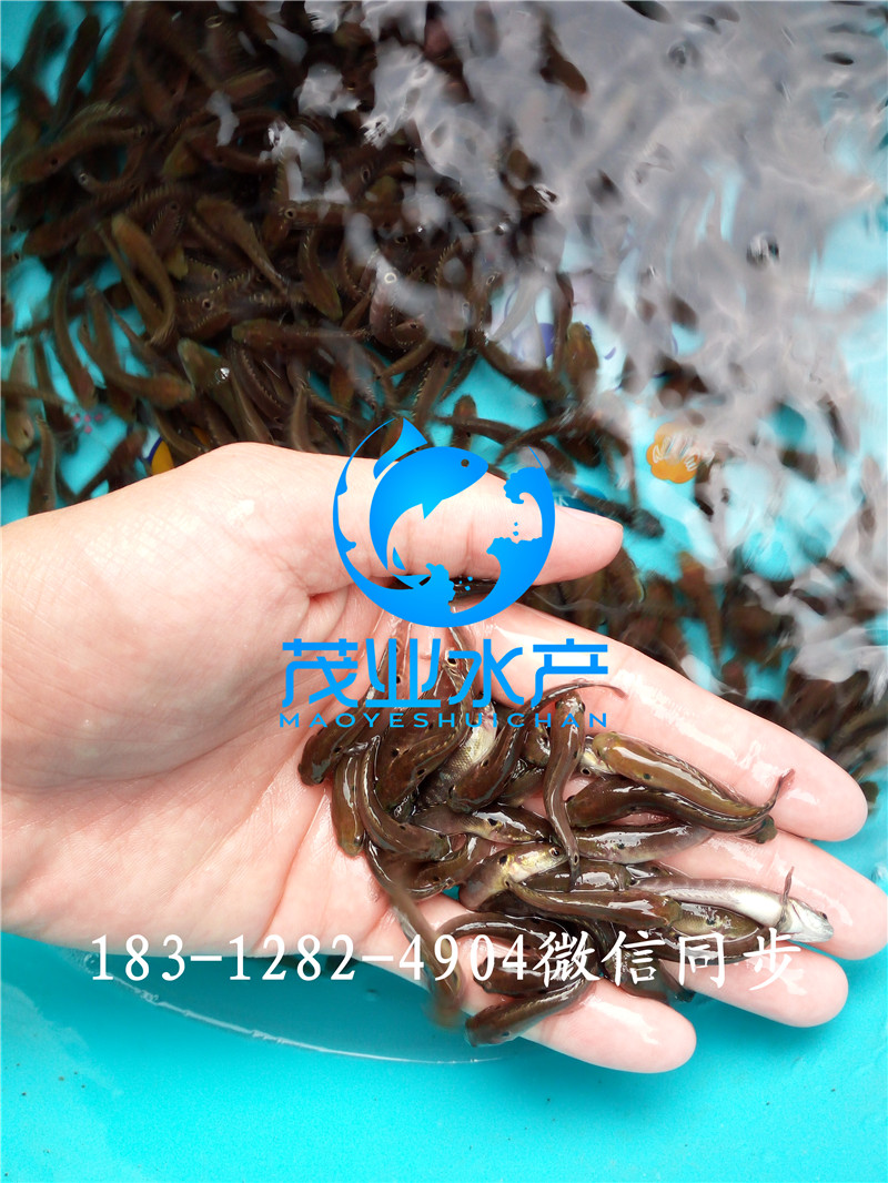 七星魚苗7.jpg